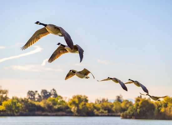 Das Tierwanderungen-Quiz