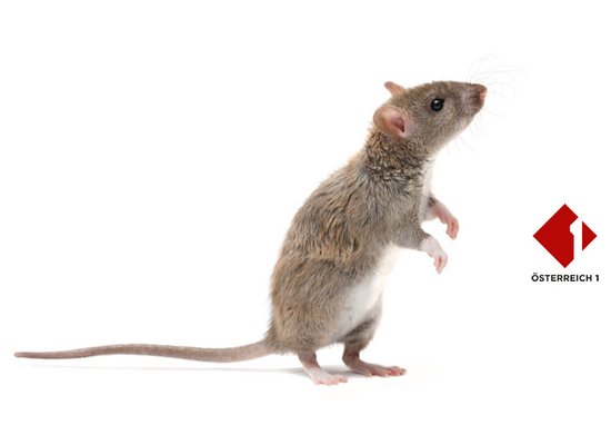 Rudi Radiohund: Wenn Ratten lachen