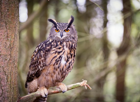 Wie gut kennst du den Uhu?