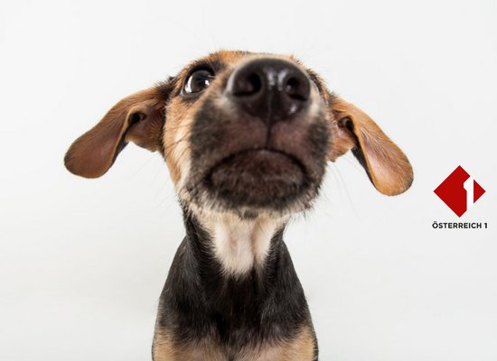 Rudi Radiohund: Wonach riecht es hier?