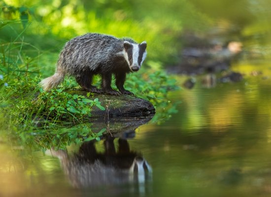 Video: Meet the badger