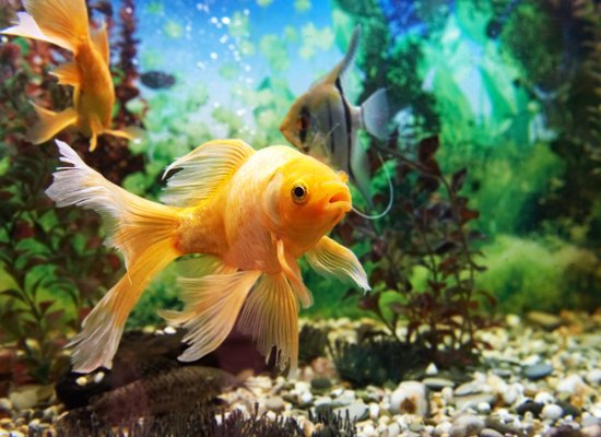 Video: All about fish