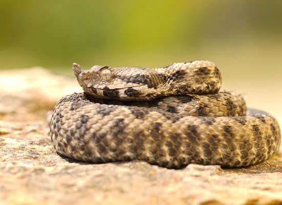 Wie gut kennst du die Hornotter?