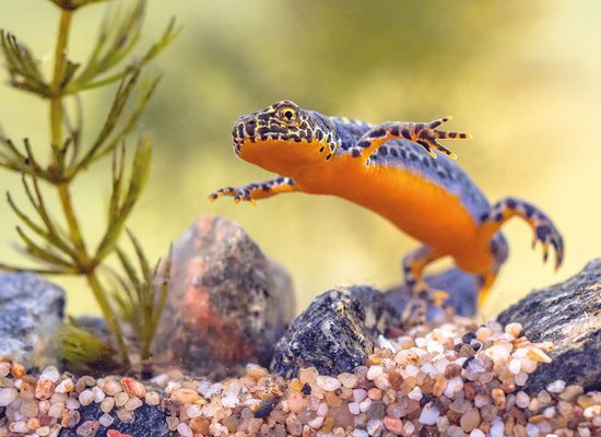 Wie gut kennst du den Bergmolch?