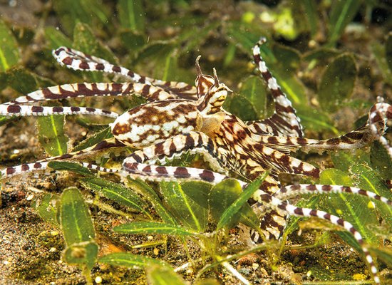 Wie gut kennst du den Karnevalstintenfisch?
