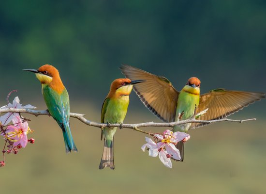 Video: All about birds