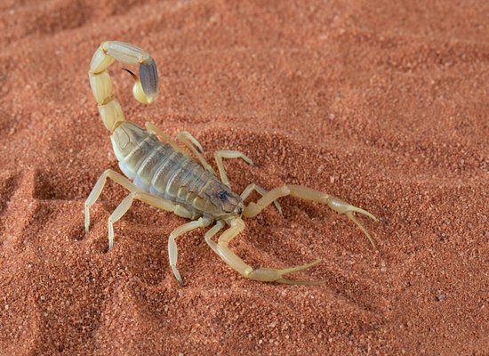 Video: Meet the scorpion