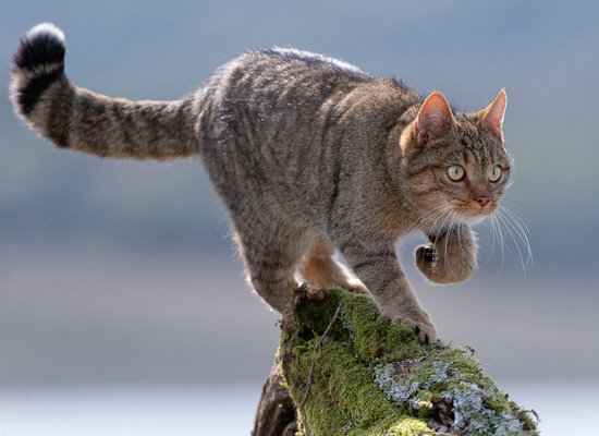 Wie gut kennst du die Wildkatze?