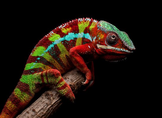 Video: All about reptiles