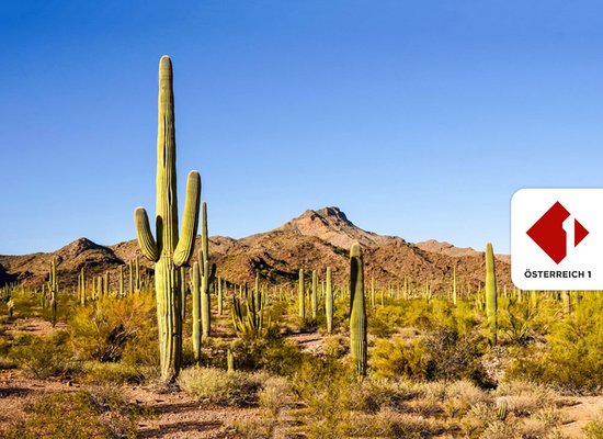 Rudi Radiohund: Kakteen