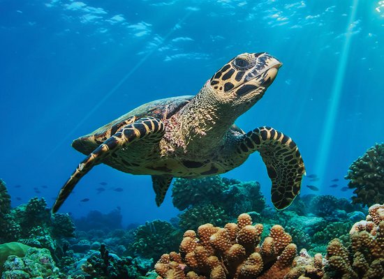 Wie gut kennst du die Schildkröte?