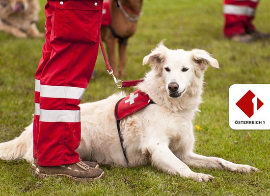 Rudi Radiohund: Rettungshunde